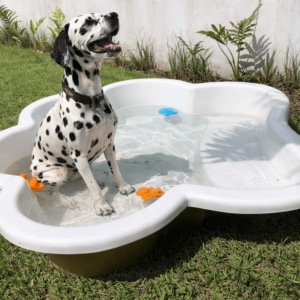 Piscina glüp pet-friendly